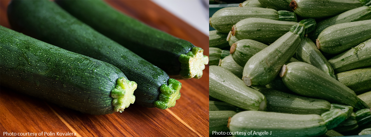 Two types of zucchini